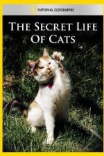 Watch National Geographic The Secret Life of Cats Zmovie