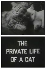 Watch The Private Life of a Cat (Short 1946) Zmovie