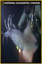 Watch National Geographic Hooked Squid Invasion Zmovie