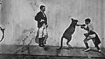 Watch The Boxing Kangaroo (Short 1896) Zmovie