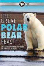 Watch The Great Polar Bear Feast Zmovie