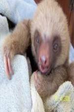 Watch Too Cute! Baby Sloths Zmovie