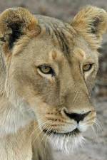 Watch Last Lioness: National Geographic Zmovie