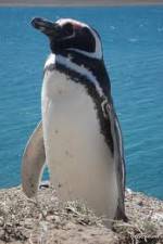 Watch National Geographic Wild Chronicles: Penguins Zmovie