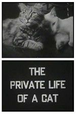 Watch The Private Life of a Cat Zmovie