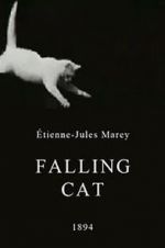 Watch Falling Cat Zmovie