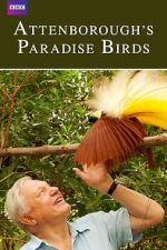 Watch Attenborough's Paradise Birds Zmovie