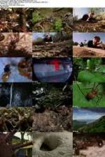 Watch National Geographic Wild - City Of Ants Zmovie