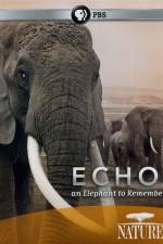 Watch Echo: An Elephant to Remember Zmovie