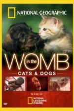 Watch National Geographic In The Womb  Cats Zmovie