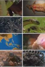 Watch National Geographic Wild : Deadliest Animals Asia Pacific Zmovie