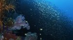 Watch Wild Window: Bejeweled Fishes Zmovie