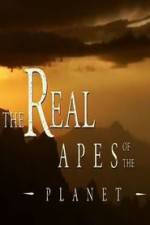 Watch The Real Apes of the Planet Zmovie