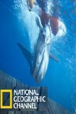 Watch National Geographic Shark Men Surfs Up Zmovie