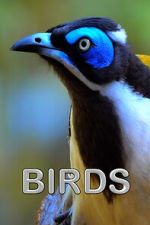 Watch Birds (Short 2021) Zmovie