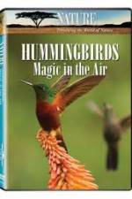 Watch Hummingbirds Magic in the Air Zmovie