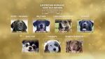 Watch American Humane Hero Dog Awards: 10th Anniversary Celebration (TV Special 2020) Zmovie