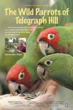 Watch The Wild Parrots of Telegraph Hill Zmovie