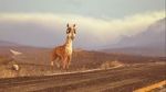 Watch Caminandes: Llama Drama (Short 2014) Zmovie