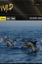 Watch National Geographic Wild Dolphin Army Zmovie