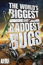 Watch Worlds Biggest and Baddest Bugs Zmovie