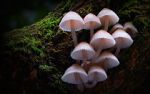 Watch Fungi: The Web of Life Zmovie