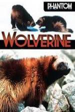 Watch National Geographic  Phantom Wolverine Zmovie