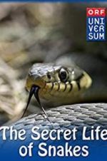 Watch The Secret Life of Snakes Zmovie