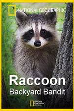 Watch Raccoon: Backyard Bandit Zmovie