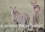Watch Surviving the Serengeti Zmovie