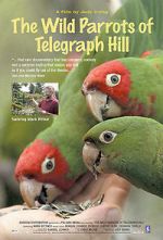 Watch The Wild Parrots of Telegraph Hill Zmovie