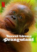 Watch Secret Lives of Orangutans Zmovie