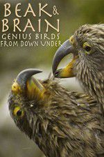 Watch Beak & Brain - Genius Birds from Down Under Zmovie