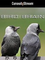 Watch Bird Brain Zmovie