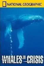 Watch National Geographic: Whales in Crisis Zmovie