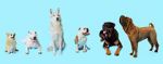 Watch How Dogs Got Their Shapes Zmovie