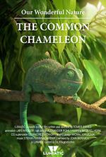 Watch Our Wonderful Nature - The Common Chameleon Zmovie