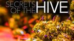 Watch Secrets of the Hive Zmovie