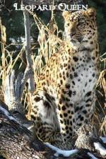 Watch National Geographic Leopard Queen Zmovie