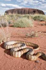 Watch DEADLY PREDATORS.AUSTRALIAN PYTHONS Zmovie