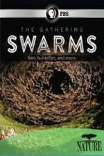 Watch Nature The Gathering Swarms Zmovie