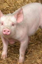 Watch Patent For A Pig: The Big Business of Genetics Zmovie