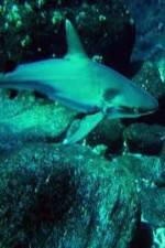 Watch National Geographic: Secret Shark Pits Zmovie