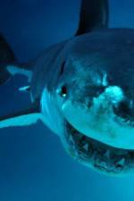 Watch National Geographic. Shark attacks investigated Zmovie