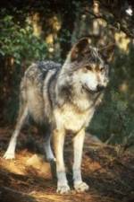 Watch National Geographic Wild - Inside the Wolf Pack Zmovie