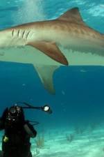 Watch Dive To Tiger Shark Central Zmovie