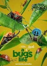 Watch A Real Bug's Life Zmovie