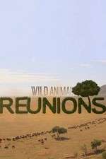 Watch Wild Animal Reunions Zmovie