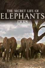 Watch The Secret Life of Elephants Zmovie