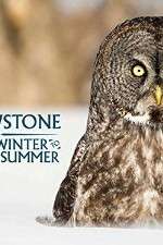 Watch Yellowstone Wildest Winter to Blazing Summer Zmovie